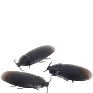 COCKROACH BULK